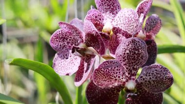 Canlı pembe Waling-Waling orkidelerinin yakın çekimi. Açık havada güzel çiçek açıyor.