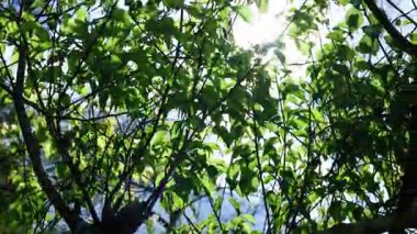 Güneş ışığı hareket eden ağaç yapraklarının arasında titreşiyor.