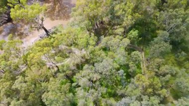 İnsansız hava aracı yemyeşil ormanı ve dolambaçlı dereyi ele geçirdi.