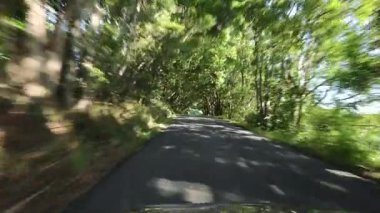 Ağaçlarla kaplı bir yolda hızlı bir yolculuk.