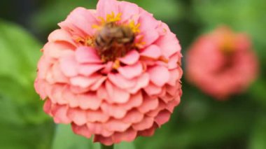 Arı pembe zinnia çiçeğinden nektar topluyor.