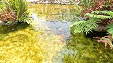 Koi balıkları verimli yeşilliklerle çevrili güneşli bir gölette zarifçe yüzerler, dingin ve canlı bir doğal manzara yaratırlar.