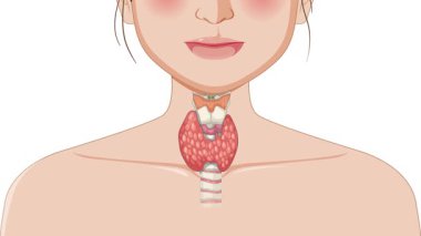 Tiroid bezi yapısı ve etiketlerinin gösterimi