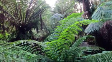 Yoğun yağmur ormanlarında yemyeşil eğreltiotları