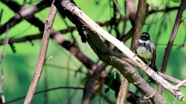 Kuşlar yemyeşil dallara tünemiş