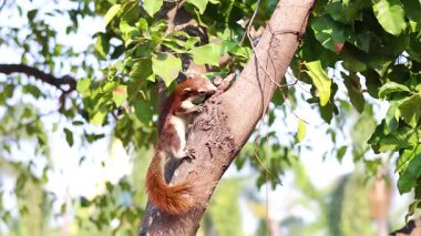 Ayutthaya, Tayland 'da sincap ağaç gövdesine tırmanır.