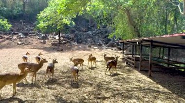 Geyik grubu Tayland 'daki hayvanat bahçesini araştırıyor.