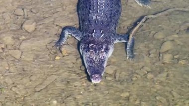 Drone, Daintree Nehri 'nin berrak sularında yüzen tuzlu su timsahını doğal ortamını gösterirken görüntüler.