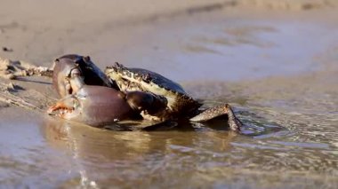 Çamur yengeci kumdan suya hareket eder ve yüzeyin altında kaybolur. Doğal ışıklandırma kaçış sahnesini vurgular