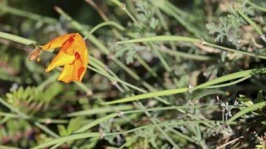 Bir arı, yemyeşil bir alanda canlı sarı bir çiçekle etkileşime girer. Glenorchy, Queenstown 'da doğal ışık altında yakalanır.