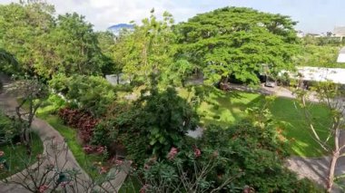 Yeşil ağaçlar ve bitkiler usulca sallanıyor