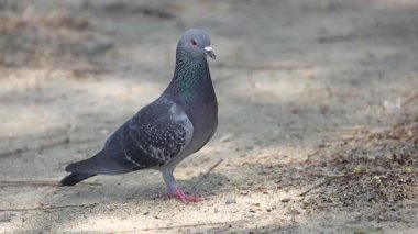 Güvercin kumlu bir parkta kendini gösteriyordu.