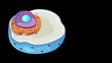 Hayvan hücre yapısını gösteren animasyon, mitokondronu ayrıntılı geçişlerle ve siyah arkaplandaki canlı renklerle vurguluyor