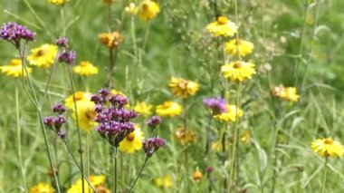 Renkli kır çiçekleri usulca rüzgarda hareket ediyor.