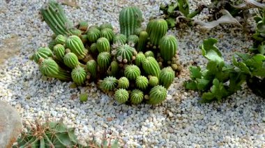 Bir serada çeşitli kaktüslerin sergilendiği, canlı yeşil renklerini ve doğal ışık altında dokulu yüzeylerini vurgulayan bir dizi.