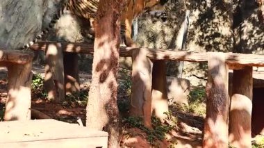 Kaplanlar hayvanat bahçesinin etrafından dolaşır.