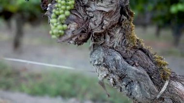 Fransız üzüm bağlarında olgunlaşan üzümler