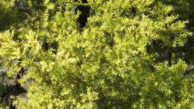 Doğal güneş ışığı altında canlı Melaleuca linariifolia yapraklarının yakın çekim videosu bitkinin yoğun, yeşil yapraklarını sergiliyor.