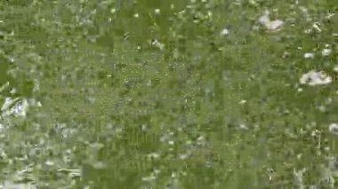 Yeşil suda dalgalanmalar yaratan balıklar