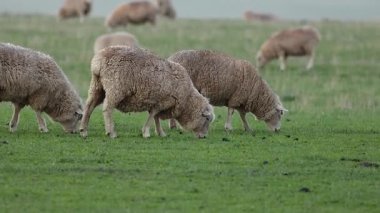 bir alanda çim yeme koyun