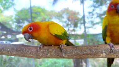 İki canlı papağan bir dala tünemiş.