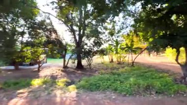 Güneş ışığı çamurlu bir yolda ağaçların arasından süzülür.