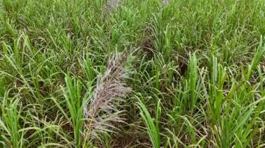 Port Douglas 'taki canlı şeker kamışı tarlalarının havadan görünüşü, yumuşak gün ışığında yemyeşil ve doğal güzellikleri gözler önüne seriyor.
