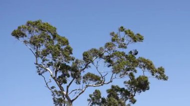 Bir ağacın ince hareketlerini gösteren bir dizi çerçeve