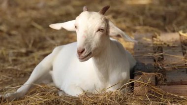 Bir keçi sakince oturur ve samanlıkta çiğner..