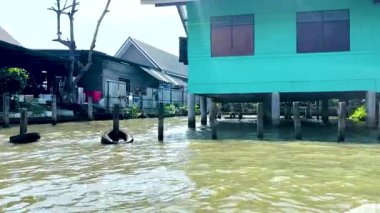 Bangkok 'un Khlong Lat Mayom Yüzen Pazarı boyunca sakin bir tekne gezisi. Parlak gün ışığında canlı stilt evler ve yemyeşil evler sergileniyor.