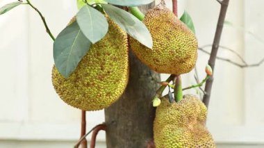 Yüzen pazarda ağaçta yetişen Jackfruit