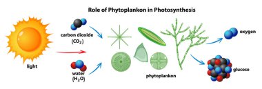 Fotosentez, ışık, karbondioksit, su, oksijen ve glikoz etkileşimlerindeki fitoplanktonların rolünü gösteren vektör çizimi