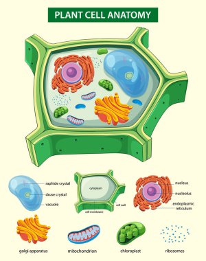 Etiketli organellerle bitki hücre anatomisinin renkli vektör illüstrasyonu, eğitim tarzında vurgulama yapısı ve fonksiyonu