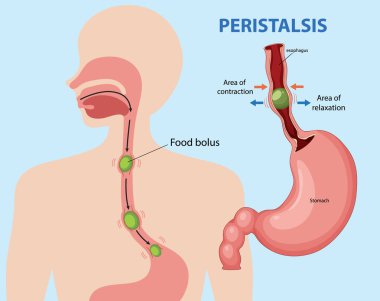 İnsan sindirim sistemindeki peristalisin vektör çizimi, özofagus ve midenin etiketli kısımlarla vurgulanması