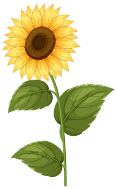 Detaylı taç yaprakları ve yapraklarıyla canlı bir ayçiçeği çizimi. Parlak renkler ve temiz çizgiler neşeli, doğal bir görünüm yaratır.