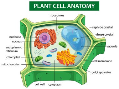 Etiketli organellerle bitki hücre yapısının renkli vektör çizimi, hücresel bileşenleri ve fonksiyonları net bir düzende vurguluyor