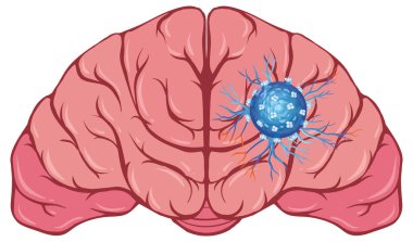 Vurgulanmış sinirsel ağı olan insan beyninin vektör çizimi. Nöral bağlantıları vurgulayan ayrıntılı, renkli tasarım