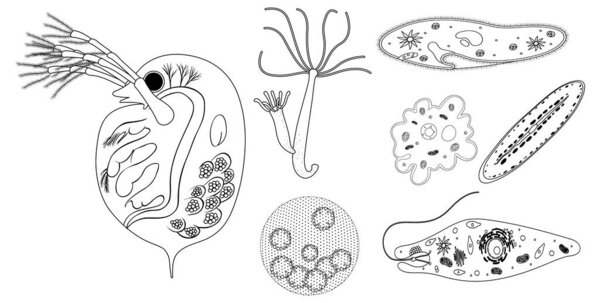 Detailed vector illustrations of various microorganisms in black and white, showcasing diverse shapes and intricate internal structures