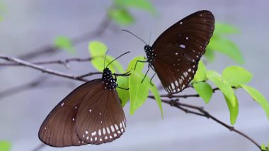 Parktaki yeşil yaprakların üzerinde dinlenen kelebek.