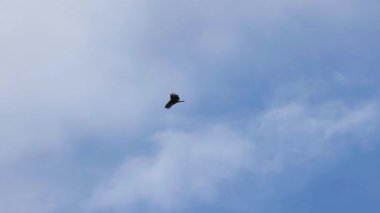 Bulutlu mavi gökyüzünde süzülen tek bir kuş