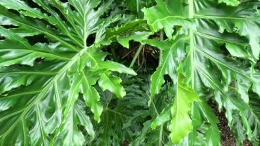 Yeşil bir bitkinin hızla büyümesi