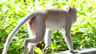 Maymun yeşillik içinde bir çıkıntıda geziniyor.