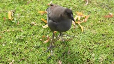 Esmer Moorhen otlakta avlanıyor.