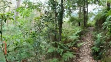 Bereketli orman yolunda huzurlu bir yürüyüş..