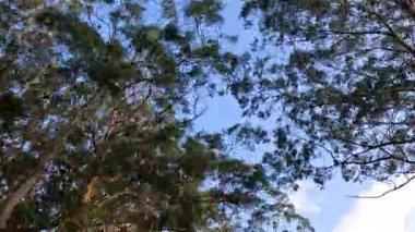 Açık mavi gökyüzüne karşı okaliptüs ağaçları