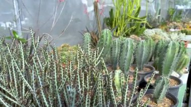Bir sera ortamında kaktüs ve sulular