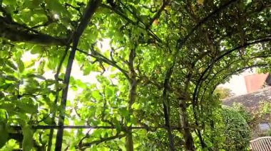 Bir banka giden bir bahçe kemeri