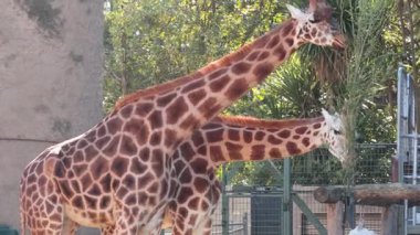 İki zürafa ağaçtan yaprak yiyor.