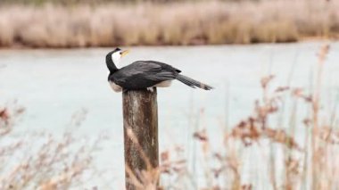 Tahta bir direğe tünemiş bir karabatak.