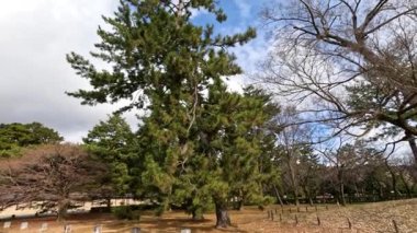 Parktaki ağaçların üzerinde hareket eden bulutların hızlandırılması
